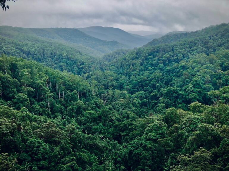 Imagem ilustrativa da solução Ecossistemas e biomas brasileiros: Amazônia